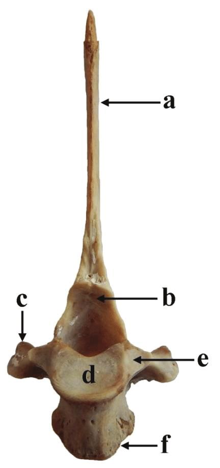 Caudal view of thoracic vertebra in blackbuck showing: spinous process... | Download Scientific ...