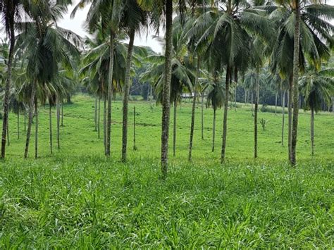 Beautiful Coconut Tree Plantation Farm In Kerala India Stock Photo ...