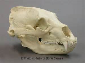 Black Bear Skull (Replica) Ursus americanus | Bear skull, Skull, Skull anatomy