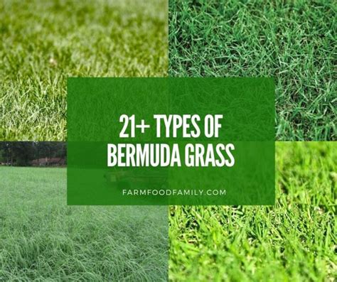 21 Types Of Bermuda Grass For Lawn Hay Is Bermuda A Good Grass