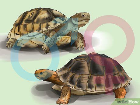 Ways To Sex Tortoises Wikihow