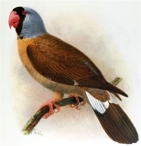 Meet The 5 Extinct Birds In The World - ALLRefer