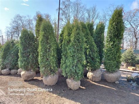 Живая изгородь из туи колумна 160-180 см купить в питомнике СПб