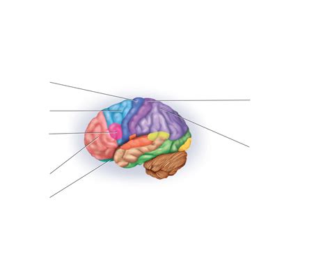 Regions of the cerebral cortex Quiz