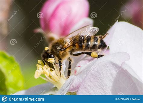 Honey Bee, Pollination Process Stock Photo - Image of garden, nectar: 147004874