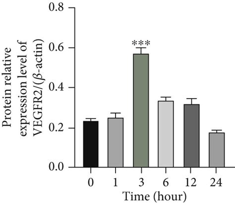 Activation Of Cd137 With Cd137l Influences The Expression Of Vegfr2 And