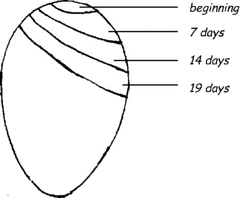 The Proper Size Of The Air Pocket At Different Stages Of Incubation Download Scientific Diagram