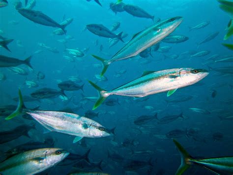 Yellowtail Kingfish Rats Amazing Underwater Fish