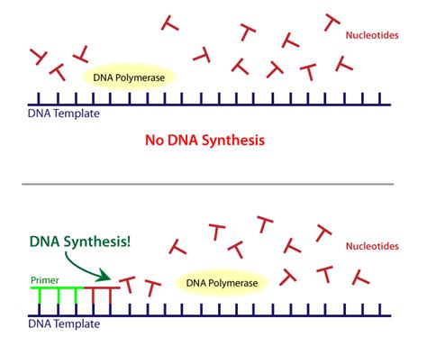 Dna Iii Biology Visionlearning