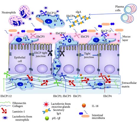 Proteases From E Histolytica As Virulence Factors During Intestinal Download Scientific