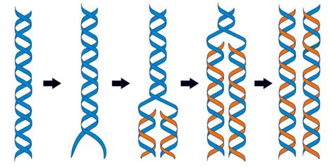 DNA Conceito estrutura replicação e diferenças o RNA