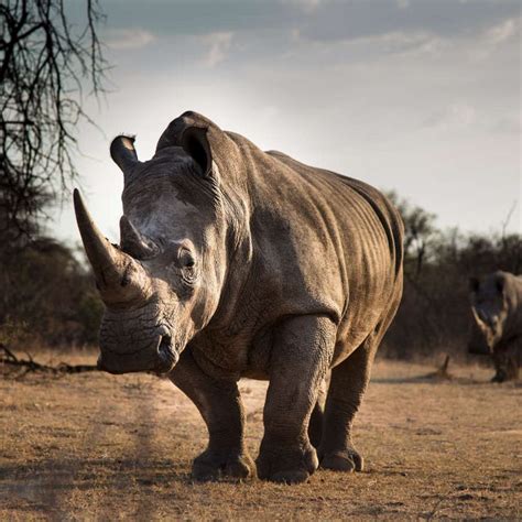 Top 10 Largest Land Animals in The World | Rhino pictures, Rhino ...