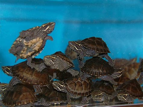 Stinkpot Musk Turtles for sale | The Turtle Source