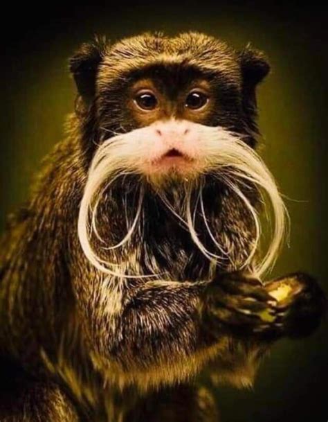 The emperor tamarin is a species of tamarin which lives in the west ...