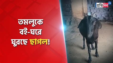 Goats Wandering At Government Godown Of Books In Tamluk Sangbad