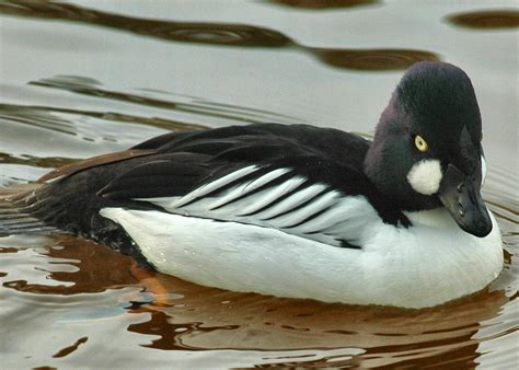 Photo De Canard D Ornement Valenciennes