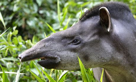 The Rainforest: Endangered Plants In The Rainforest