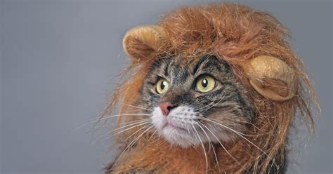 Cat Constantly Asking to Put on Lion Costume Is Too Cute - PetHelpful