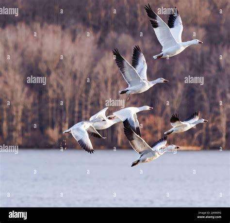 Snow Geese Migration Stock Photo - Alamy