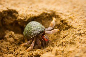 How to Tell If a Hermit Crab Is Dead or Just Molting: 5 Signs to Look ...