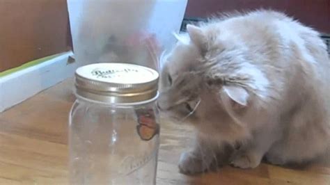 Электронная бабочка в банке (Butterfly-in-a-jar) - YouTube