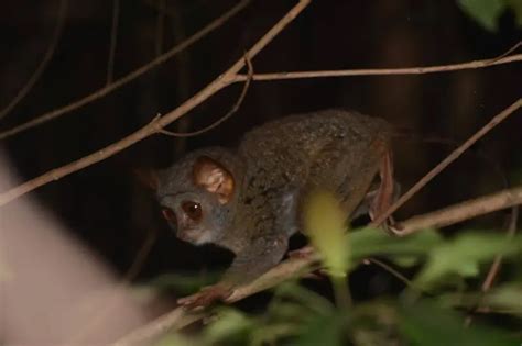 Siau Island tarsier - Facts, Diet, Habitat & Pictures on Animalia.bio