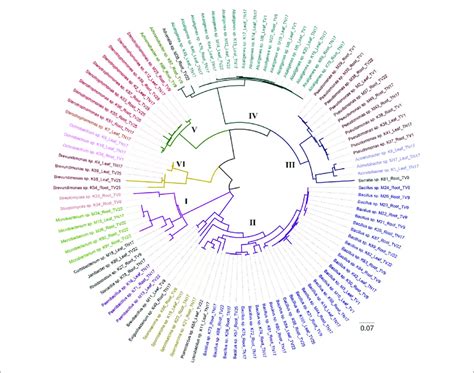 The Maximum Likelihood Phylogenetic Tree Of Endophytic Bacterial