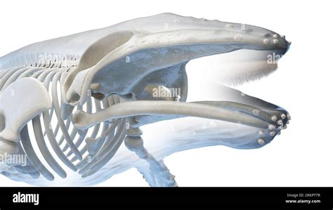 Whale anatomy, illustration Stock Photo - Alamy