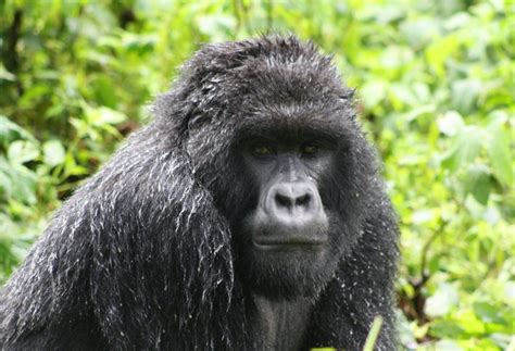 Fly To Entebbe And Trek Gorillas In Bwindi Eco Adventure Safaris