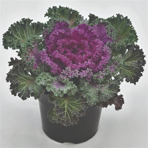 Twilley Seed Ornamental Cabbage Kale