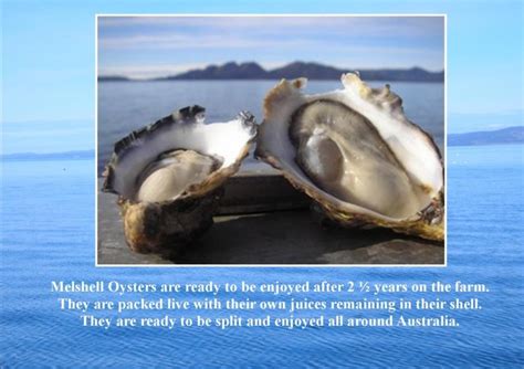 How We Grow Our Oysters Melshell Oyster Shack Dolphin Sands Tasmania