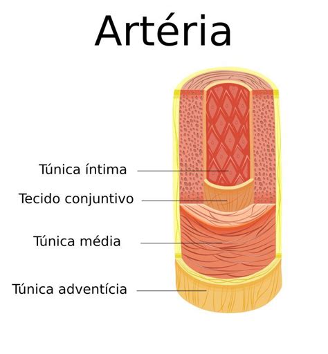 Capas De Las Arterias Hot Sex Picture