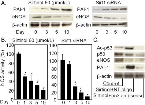 Sirt Modulates Premature Senescence Like Phenotype In Human