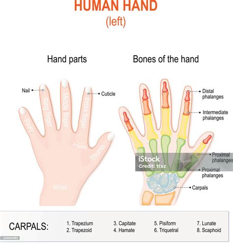 human hand parts  bones stock illustration  image