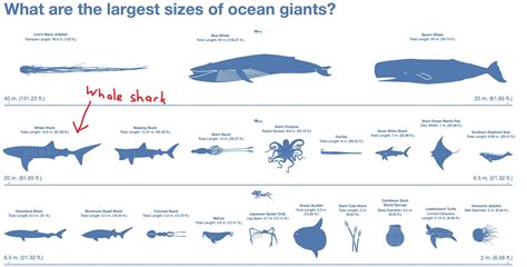 Whale Shark Size Chart