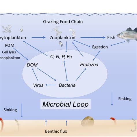 SIMPLIFIED VERSION OF THE MICROBIAL LOOP IN UTAH LAKE. MODIFIED FROM... | Download Scientific ...