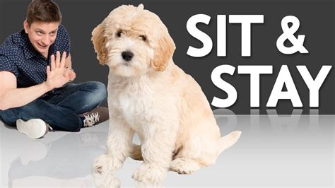 How To Teach Your Puppy To Sit And Stay Youtube