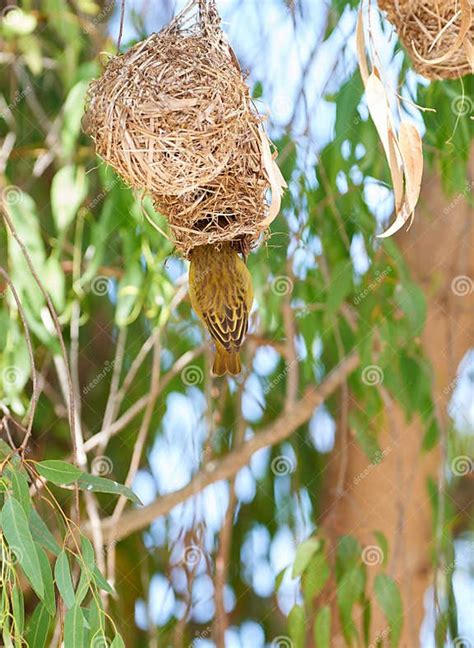 Bird Nest And Tree Or Safari Environment Of Cape Weaver In Forest