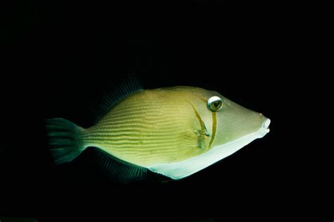 Boomerang Triggerfish Sufflamen Bursa Image Only