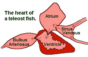 Fish Circulatory System 101: How The Heart & Blood Work