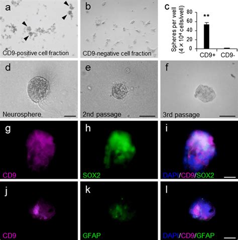 Neurospherogenic Potential In Cd9 Positve Cells A B Bright Field