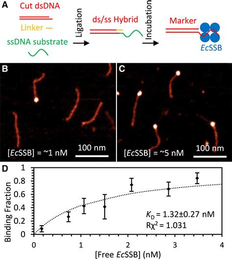 Dna Damage Alters Binding Conformations Of E Coli Single Stranded Dna