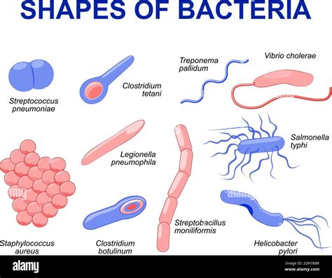 Typhoid Fever Bacteria Shape