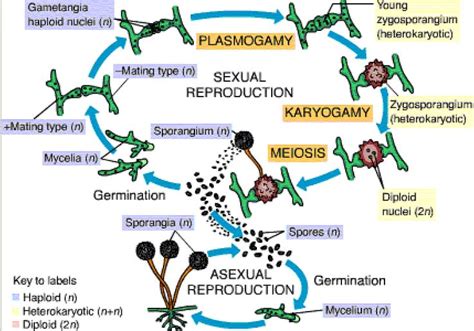 Zygomycota Life Cycle