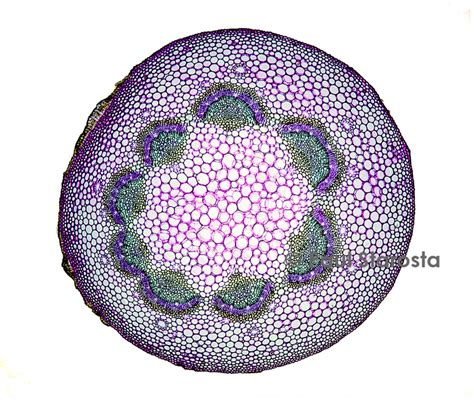 Paul Starosta Photographe Naturaliste Microscopie Coupe