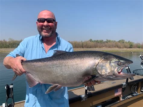 Sacramento River Fish Report Sacramento River Chrome Kings Are Here