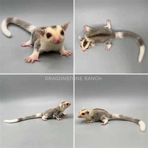Sugar ‎Glider Babies For Sale | Dragonstone Ranch