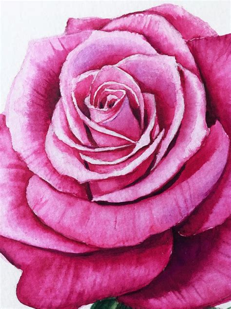 Pink Rose Original Watercolor Painting Original Floral Art - Etsy