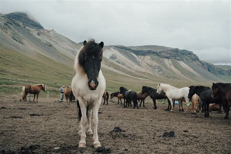 Herd of Horses · Free Stock Photo