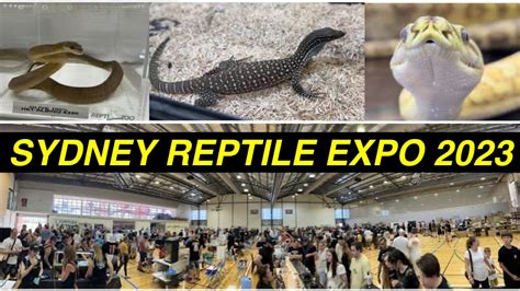 SYDNEY REPTILE EXPO 2023 YouTube